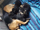 Three very lively male German Shepherd x rottweiler puppys and one female