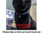 Missing Cat - Cola