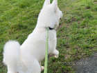 White Akita Puppy