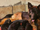 KC Long hair GSD black mask puppies