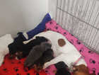 Jack Russell Pups for Sale!