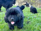 NEWFOUNDLAND PUPPIES READY TO LEAVE NOW