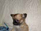 Reduced Beautiful chihuahua long coat puppies Ready Now.s.