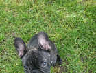 Adorable Male Frenchie For Sale
