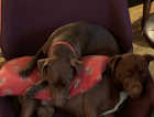 Chocolate patterdale terriers