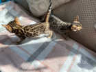 Only 2x Males left - Pedigree Health Tested Bengals