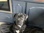 Full breed cane corso for sale