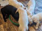 Pedigree Labrador Puppies (kc registered)