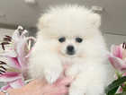 Adorable white KC tiny Pomeranian puppy