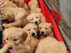 Unveiling an Exquisite Litter of Fox Red Golden Retriever Puppies: Girls & Boys Ready to Steal Hearts!