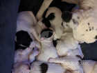 Jack Russell x puppies