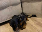 2 beautiful puppy ready for new home