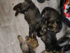 Gorgeous German shepherd puppies ready now