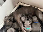 BLUE KC REG Staffordshire Bull Terrier Puppies