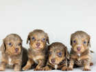 Long haired miniature dachshunds