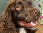 KC reg, from licensed breeder, un-spade and never bred, house trained and has good recall