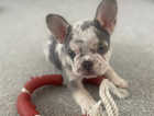 Beautiful French Bulldogs Looking For There Forever Home! Ready To Leave Now