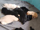 7 beauty Labrador puppies