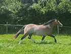 5yo registered section A Forlan Mare