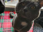 Missing my grey 3 legged cat
