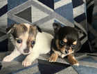 Full bred Chihuahua pups