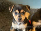 Beautiful Jack Russell puppy