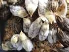 Chinese painted quail chicks for sale