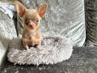 Gorgeous lilac and tan chihuahua male puppy (lovely temperment)