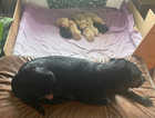 Two beautiful  pups looking for their foreverhome one black male and one red female .