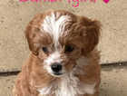 6 little cuties ready for their 5 star forever homes