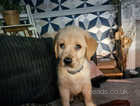 Male golden retriever pup