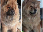 Two female chow chows price for each