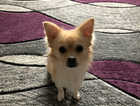 15 mth old Chihuahuahouse trained  very cuddly needs mor attention as I'm not at home a lot