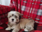 Pure breed Lhasa apso puppies *ready now*