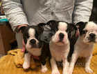 Boston Terrier Puppies x 3 males left