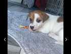 3 month old full breed jack Russel girl