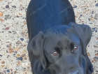 1 gorgeous girl available