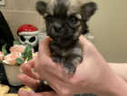 3 long haired chihuahua puppies for sale
