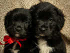 Adorable Coltriever puppies, golden retriever/Border collie