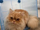 **LOST CREAM & GINGER KITTEN***