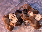 miniature dachshunds puppies
