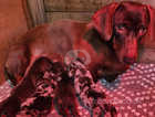 4 beautiful dachshund puppies for sale!!