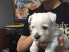 Luna+Toby's litter of Westie Pups