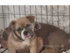 Female and male puppies left. Abkc registered.