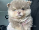 Rare kc reg teddy bear Pomeranian