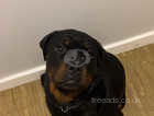 10 month Rottweiler for sale