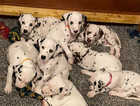 QUALITY HOMES ONLY!!!1 Dog & 1 Bitch Left!!Beautiful Spotted Dalmatian Pups For Sale.