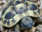 Hermann's Garden Tortoises from Chepstow £99.95 Nationwide UK Delivery Available.