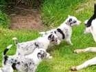 border collie pups
