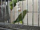 X2 Indian ringnecks